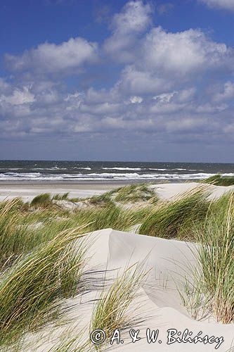 wydmy na wyspie Vlieland, Wyspy Fryzyjskie, Holandia, Waddensee, Morze Wattowe