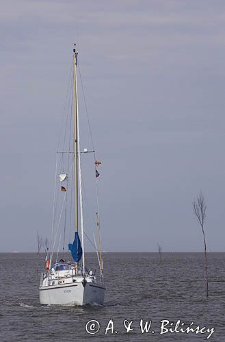 na &#180brzózkowym&#180 szlaku na Waddenzee koło wyspy Norderney, Wyspy Wschodnio-Fryzyjskie, Waddenzee, Niemcy, Morze Wattowe