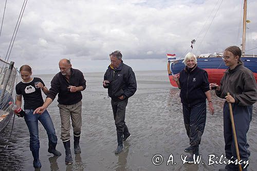 jacht na osuchu w czasie odpływu i mud walking, wycieczki piesze po osuchach na morzu, świętowanie w Warffumerlaag koło Noordpolderzijl, Fryzja, Waddenzee, Holandia