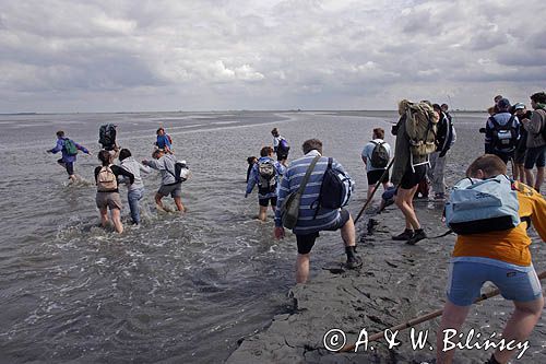 mud walking, wycieczki piesze po osuchach na morzu, Warffumerlaag koło Noordpolderzijl, Fryzja, Waddenzee, Holandia, Morze Wattowe