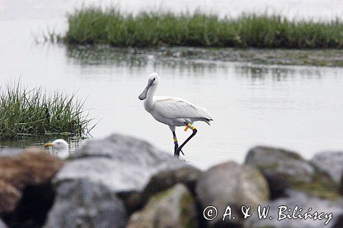 warzęcha na wyspie Schiermonnikoog, Wyspy Fryzyjskie, Waddenzee, Holandia, Platalea leucorodia, Morze Wattowe