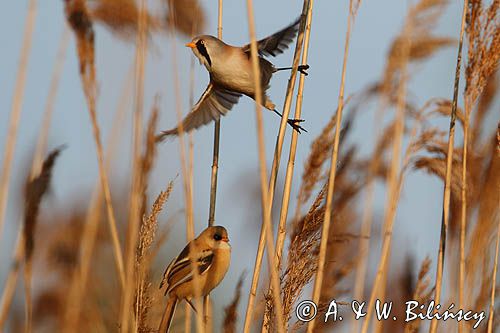 Wąsatka, Panurus biarmicus, samiec