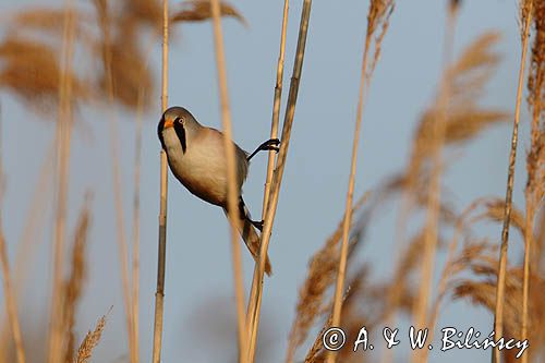 Wąsatka, Panurus biarmicus, samiec