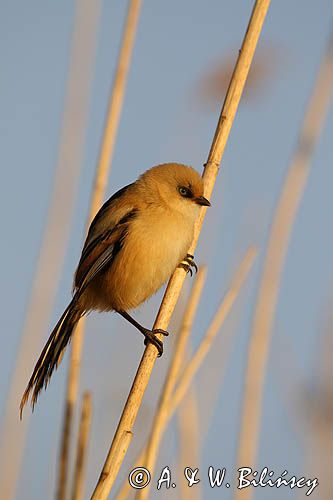 Wąsatka, Panurus biarmicus, samica