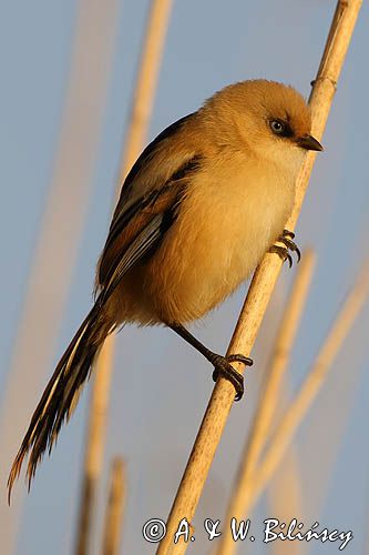 Wąsatka, Panurus biarmicus, samica