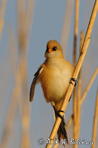 Wąsatka, Panurus biarmicus, samiec