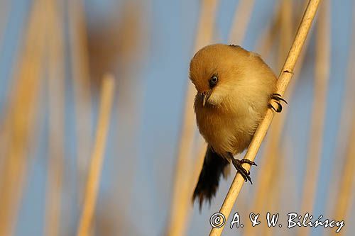 Wąsatka, Panurus biarmicus, samica