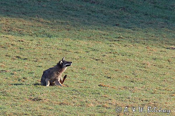 wilk, Canis lupus