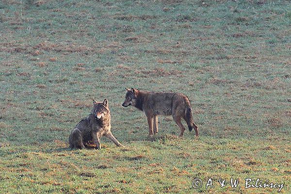 wilki, Canis lupus