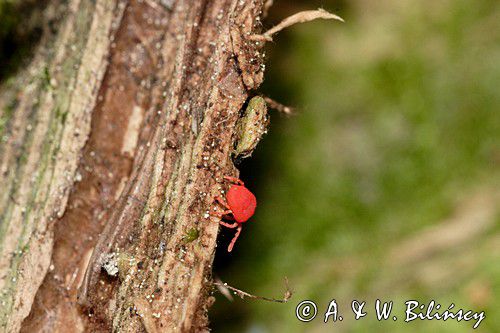 czerwonatka, Trombidium