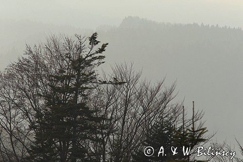 Bieszczady, we mgle