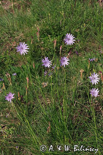 wężymord stepowy Scorzonera purpurea Ponidzie rezerwat stepowy 'Skorocice'