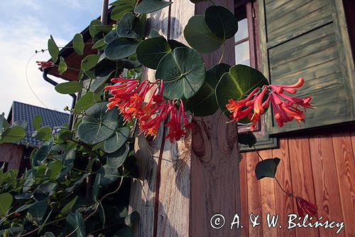 wiciokrzew Lonicerax brownii 'Dropmore Scarlet'