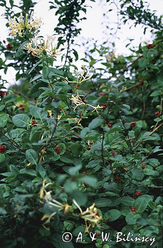 wiciokrzew pomorski, Lonicera periclymenum