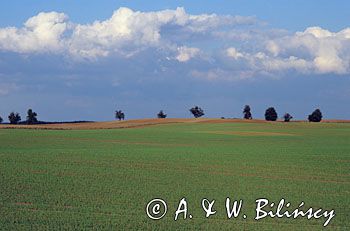 Wielkopolska pole