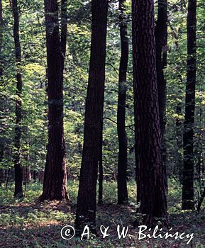 WielkopolskiPark Narodowy