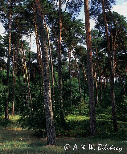 Wielkopolski Park Narodowy