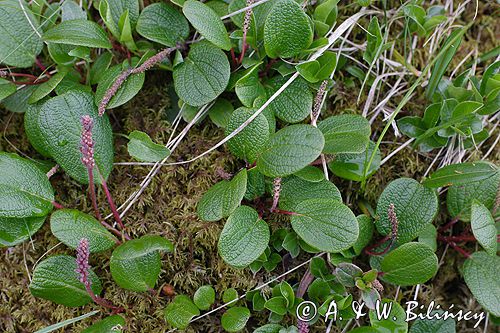 wierzba żyłkowana Salix reticulata