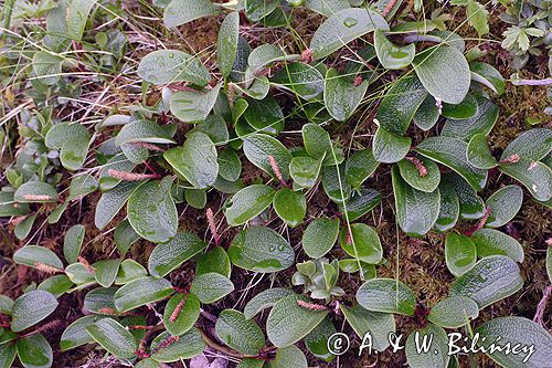 wierzba żyłkowana Salix reticulata