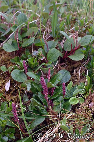 wierzba żyłkowana Salix reticulata