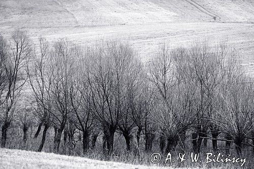 wierzby koło Lutowisk, Bieszczady