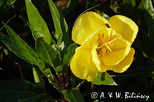 wiesiołek, Oenothera