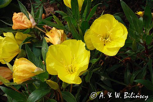 wiesiołek, Oenothera