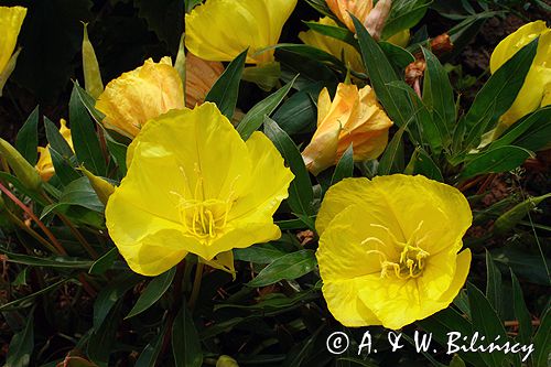 wiesiołek, Oenothera