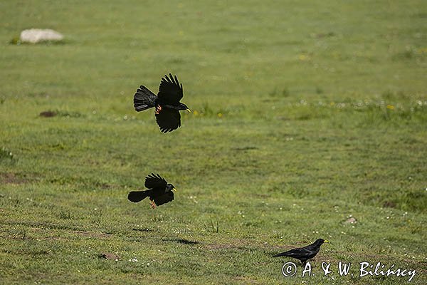 Wieszczek, Pyrrhocorax graculus, Park Narodowy Picos de Europa, Asturia, Hiszpania