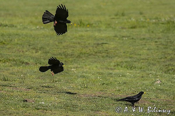 Wieszczek, Pyrrhocorax graculus, Park Narodowy Picos de Europa, Asturia, Hiszpania