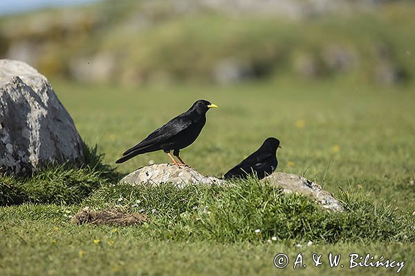 Wieszczek, Pyrrhocorax graculus, Park Narodowy Picos de Europa, Asturia, Hiszpania