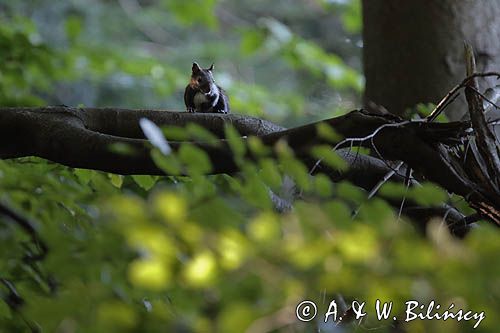 wiewiórka, odmiana ciemna, Sciurus vulgaris, Bieszczady