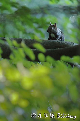 wiewiórka, odmiana ciemna, Sciurus vulgaris, Bieszczady