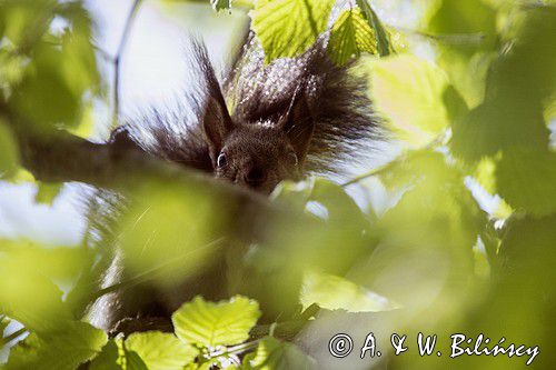 wiewiórka, odmiana ciemna, Sciurus vulgaris, Bieszczady