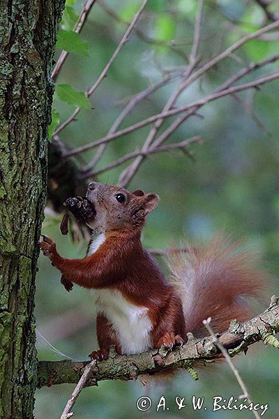 wiewiórka, Sciurus vulgaris