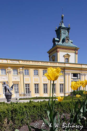 Wilanów, pałac i tulipany