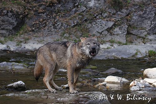 wilk Canis lupus