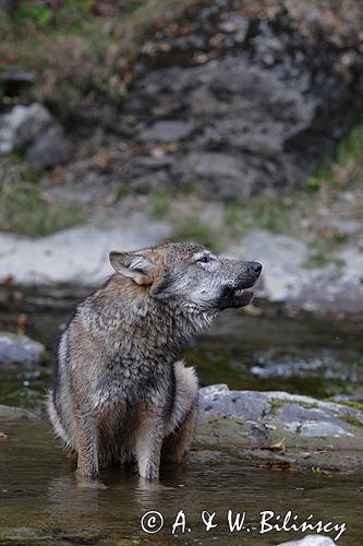 wilk Canis lupus