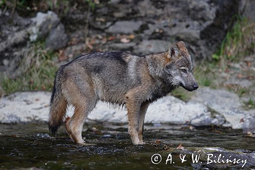 wilk Canis lupus