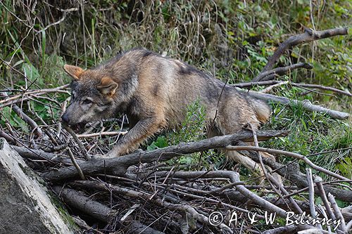 wilk Canis lupus