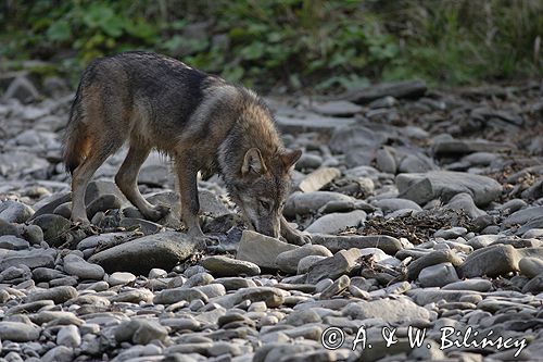 wilk Canis lupus z ofiarą