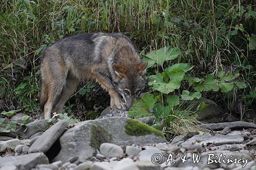 wilk Canis lupus z ofiarą