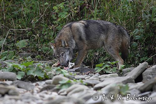 wilk Canis lupus z ofiarą