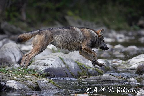 wilk Canis lupus