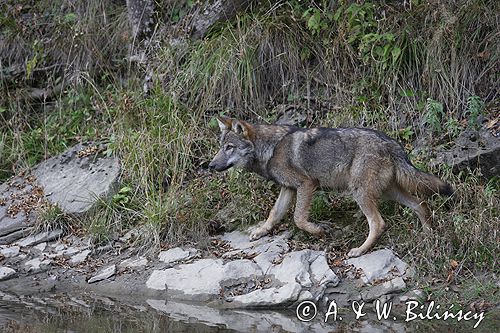 wilk Canis lupus