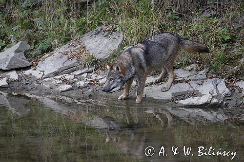 wilk Canis lupus