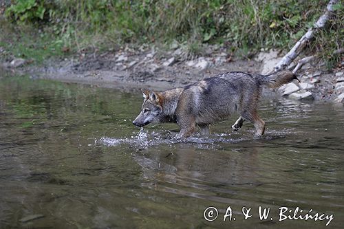 wilk Canis lupus