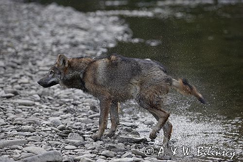 wilk Canis lupus