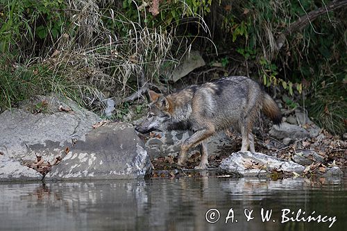 wilk Canis lupus