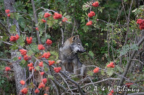 wilk Canis lupus